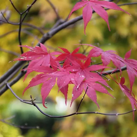 Dei Laghi Couette-café Magreglio